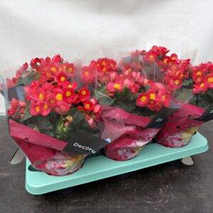 Begonia el. 'Valentino' pink  T14/32cm x6  ab Mittwoch!