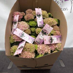 Hortensien 'Magical' rosa  T14/35cm  x6  (150 Tage Blühdauer)