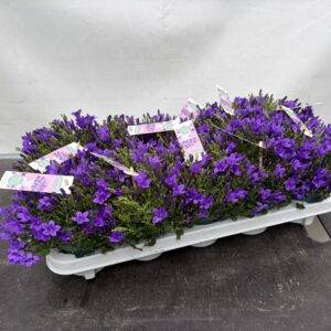 Campanula 'Intense purple'  T11/22cm x10