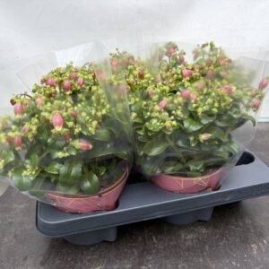 Kalanchoe 'Dream Bells' T14/25cm  x4