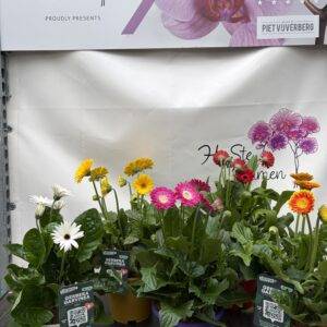 Gerbera 'Garden Mix XL'   T19/50cm x3