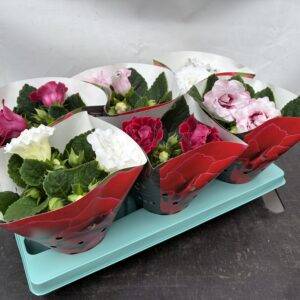Gloxinia 'Mix'  T13/20cm  x6
