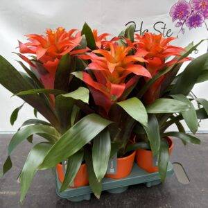 Guzmania 'Fiero' Dekotopf   T12/42cm  x6
