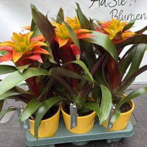 Guzmania 'Fiero' Dekotopf   T12/42cm  x6