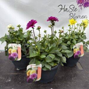 Dahlien  'Solitär XL Mix'  T23/45cm x3