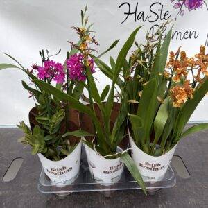 Orchideen 'Mix'   T12/40cm  x6