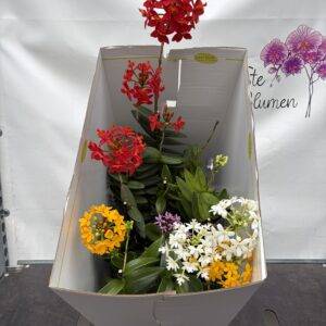 Orchideen 'Epidendrum' mehrtriebige  Baumorchidee  T15/50cm  x7