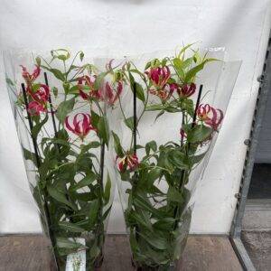 Gloriosa rothschildiana 'Ruhmesblatt' rot  T21/100cm  ab Mittwoch!