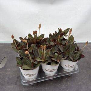 Orchideen 'Ludisia discolor' Juwelorchidee mehrtriebig   T12/35cm  x6