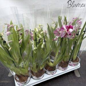 Orchideen 'Miltonia Mix'  2Triebe T12/45cm x10