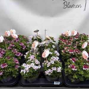Pelargonium grand. 'Edelpelargonie' (Blume des Jahres)  T12/22cm x8