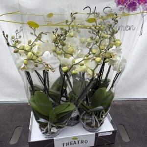 Orchideen Phalaenopsis  'Theatro jazz'  weiß  4-Triebe  T12/60cm x5  ab Mittwoch!