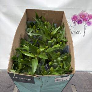 Lilien orientalis 'Freeze'  T19/55cm  x6