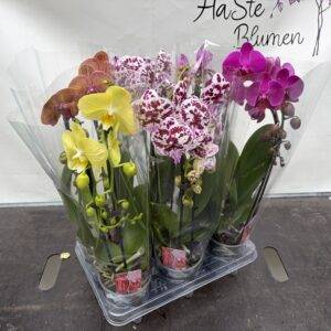 Orchideen Phalaenopsis 'Cascade' Mix  2-Triebe  T12/50cm x6