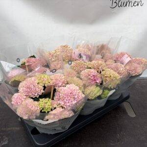 Hortensien 'Magical rosa'  T12/30cm  x6  (150 Tage Blühdauer)