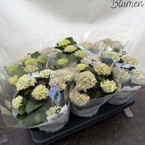 Hortensien 'Magical blau'  T12/30cm  x6  (150 Tage Blühdauer)