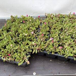 Dorotheanthus 'Mittagsblume' T5/2cm x32