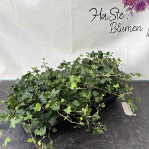 Hedera 'Wonder grün' T13/30cm  x10