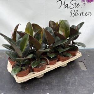 Ficus elastica 'Robusta'  T12/35cm x10