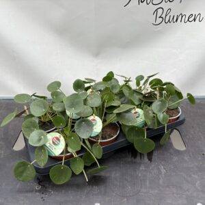 Pilea 'peperomoides'  Glückstaler, UFO-Pflanze  T12/20cm x8