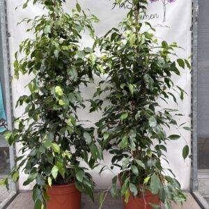 Ficus benj.    T27/140cm