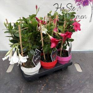Mandevilla Dipladenia 'Spalier Mix'    T14/40cm x6