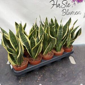 Sansevieria 'Futura Superba' T12/35cm x10