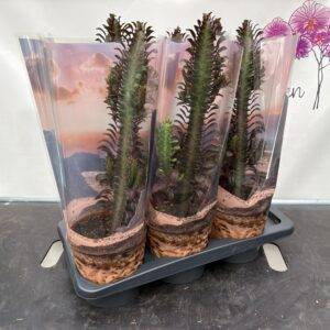 Euphorbia trigona Rubra  'roter Säulenkaktus'  T17/50cm x6