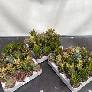 Crassula 'mini Mix'  T6/10cm  x20