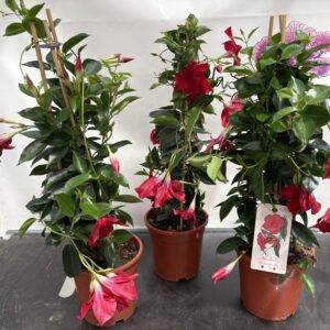 Mandevilla Dipladenia 'Rio Grande'  rot  T19/70cm  x3