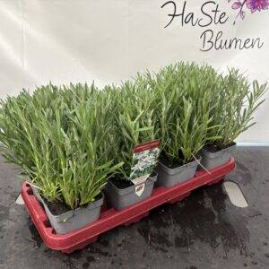 Sommerstaude Leondopodium alpinum 'Edelweiß' T12/25cm x8
