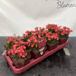 Lewisia 'Bitterwurz' orange/rot sehr gut hitzeverträglich T12/20cm x8