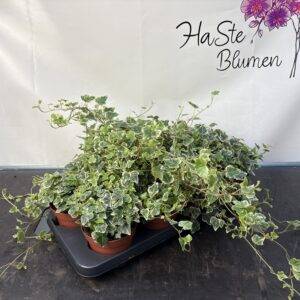 Hedera 'Wonder bunt' T13/30cm  x8