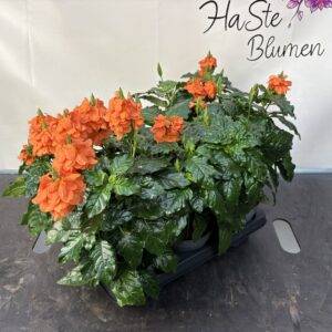 Crossandra 'Tapirblume' T13/20cm x6