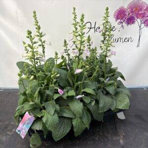 Sommerstaude 'Digitalis pink' Fingerhut T17/60cm x6