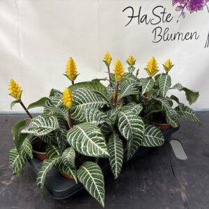 Aphelandra 'Dania' T13/30cm x8