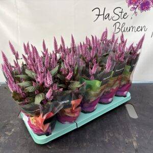 Celosia 'pink Merida' Federbusch T12/35cm x12