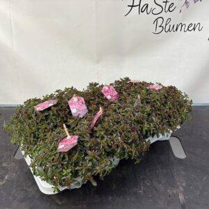 Sedum 'spot on Deep Rose' T12/25cm x8