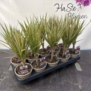 Dracaena marg. 'bicolor'  T12/35 cm x10