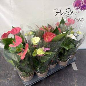 Anthurium 'Aktion' T12/40cm x10