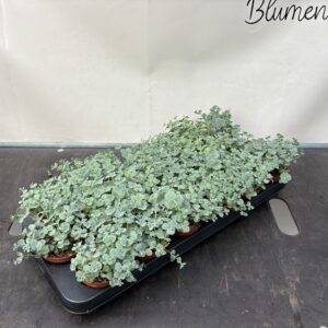 Sedum sieboldii 'Theresienkraut' T9/10cm x18