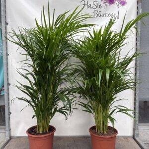 Dypsis lutescens 'Arecapalme' Goldfruchtpalme  T24/120cm