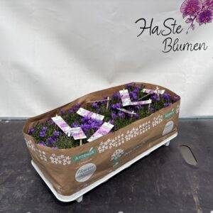 Campanula 'Intense purple' T11/22cm x10