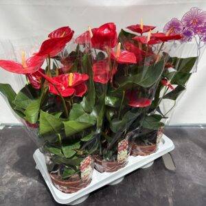 Anthurium groß 'rot' T17/55cm x6
