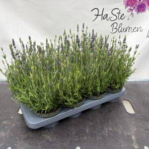Kräuter Lavendel ang. 'Spear Blue' T13/25cm x8