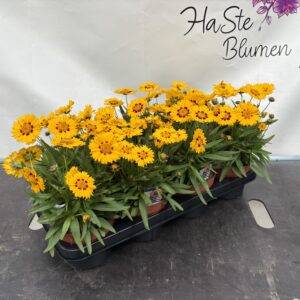 Coreopsis 'Mädchenauge' T14/25cm x7
