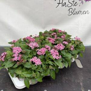 Pentas 'Fünfzahlstrauch' pink T12/20cm x12