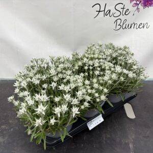 Sommerstaude Leondopodium alpinum 'Edelweiß Solitär' T17/30cm x6