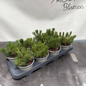 Konifere 'Pinus mugo pumilio' Zwerglatsche T13/15cm x8