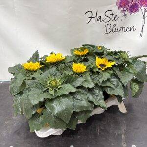 Helianthus annus 'Sonnenblume' T13/35cm x8